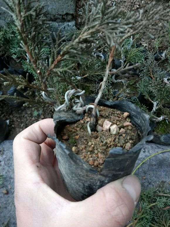 真柏下山桩怎么扦插成活的方法