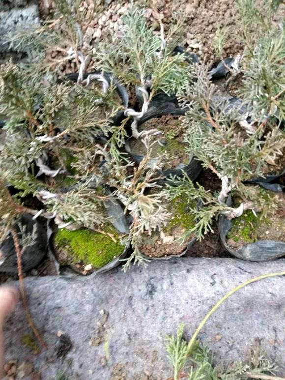 真柏下山桩怎么扦插成活的方法