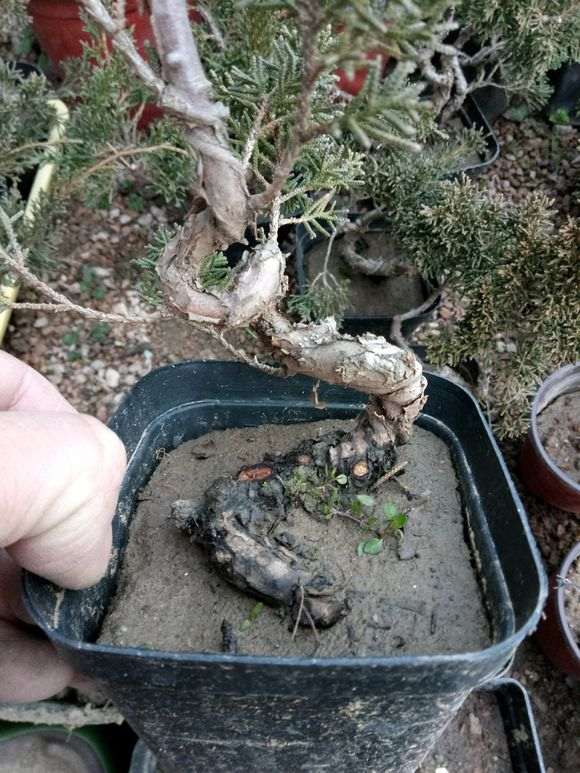 真柏下山桩怎么扦插成活的方法