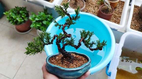 真柏下山桩三个月就发现黄叶