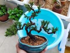 真柏下山桩三个月就发现黄叶 怎么办