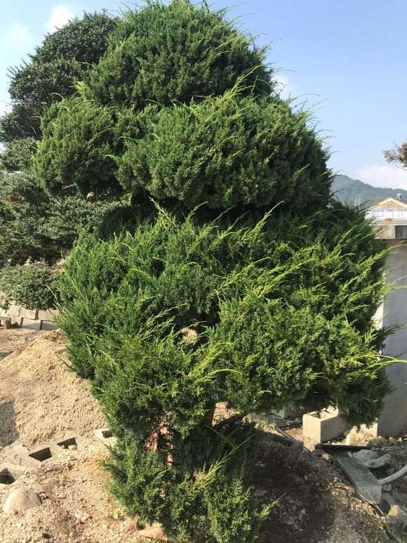 求真相 以下真柏下山桩是什么品种 图片