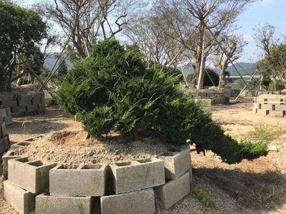 求真相 以下真柏下山桩是什么品种 图片