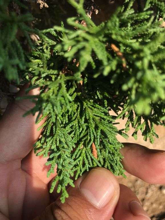 求真相 以下真柏下山桩是什么品种 图片