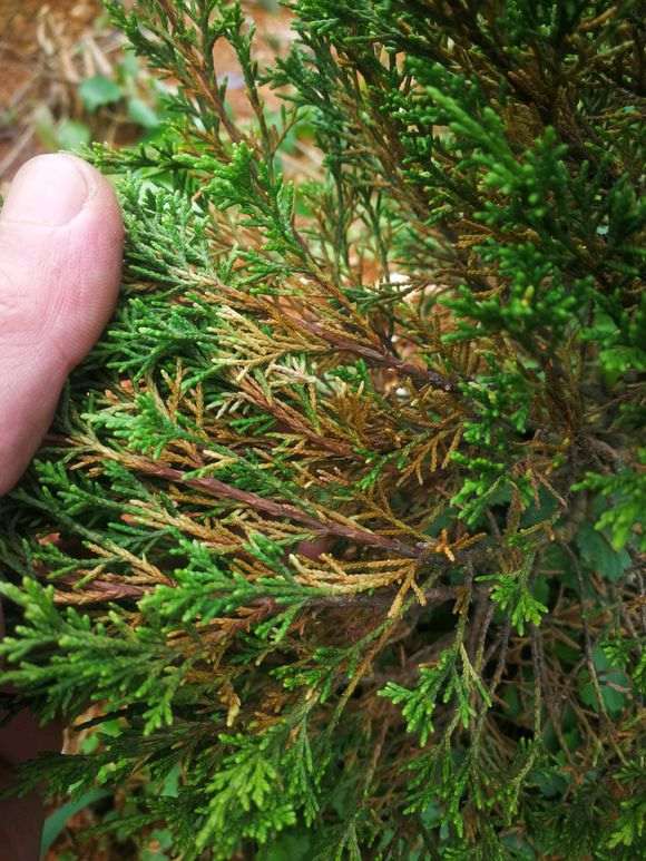 系鱼川真柏下山桩这是什么原因