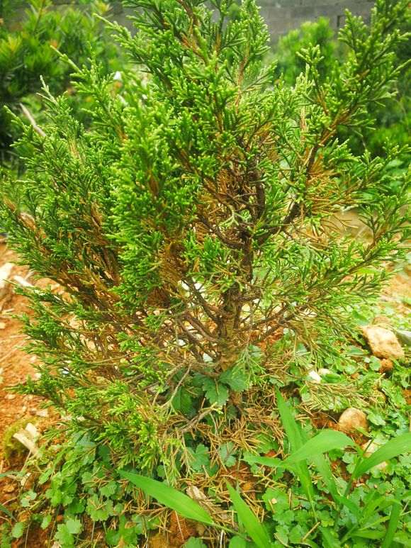 系鱼川真柏下山桩这是什么原因