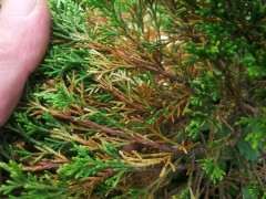 系鱼川真柏下山桩这是什么原因 图片