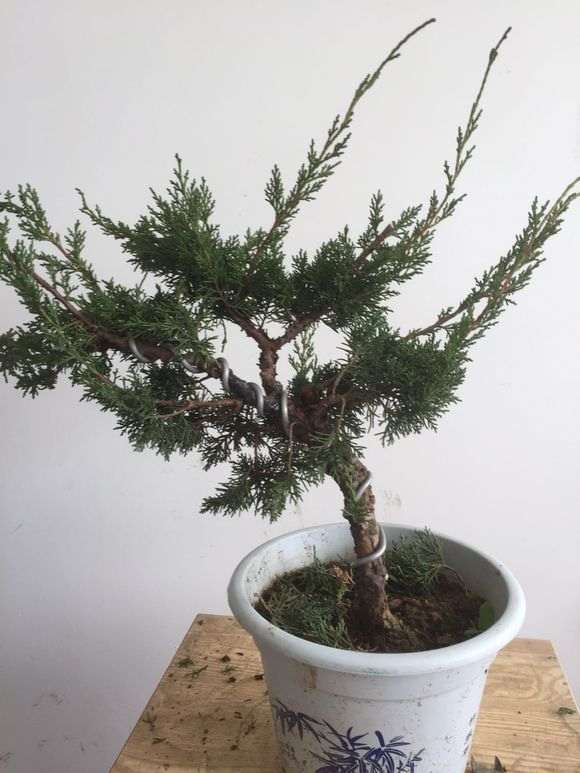 图解 真柏下山桩怎么制作的方法