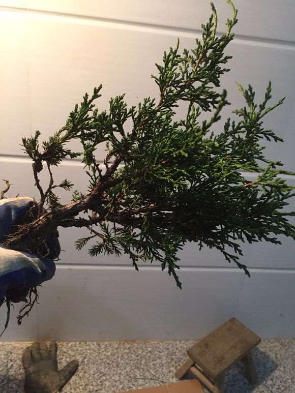 图解 真柏下山桩怎么制作的方法