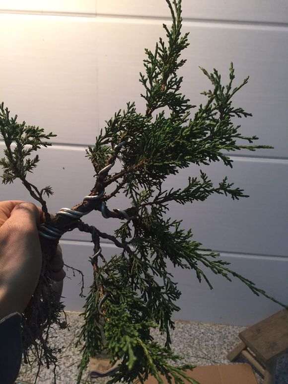 图解 真柏下山桩怎么制作的方法