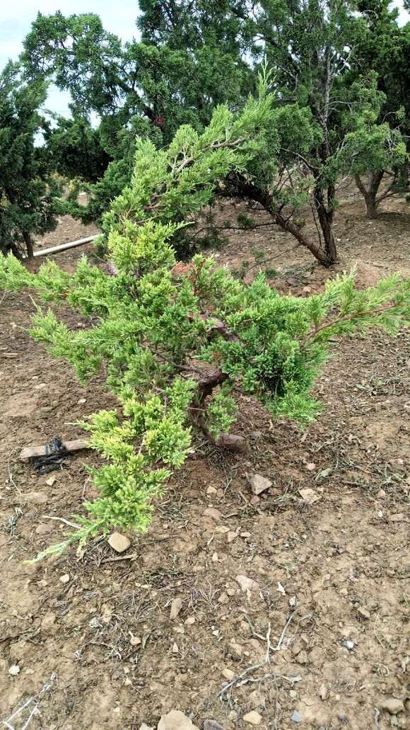 台湾真柏下山桩怎么养护的4个方法