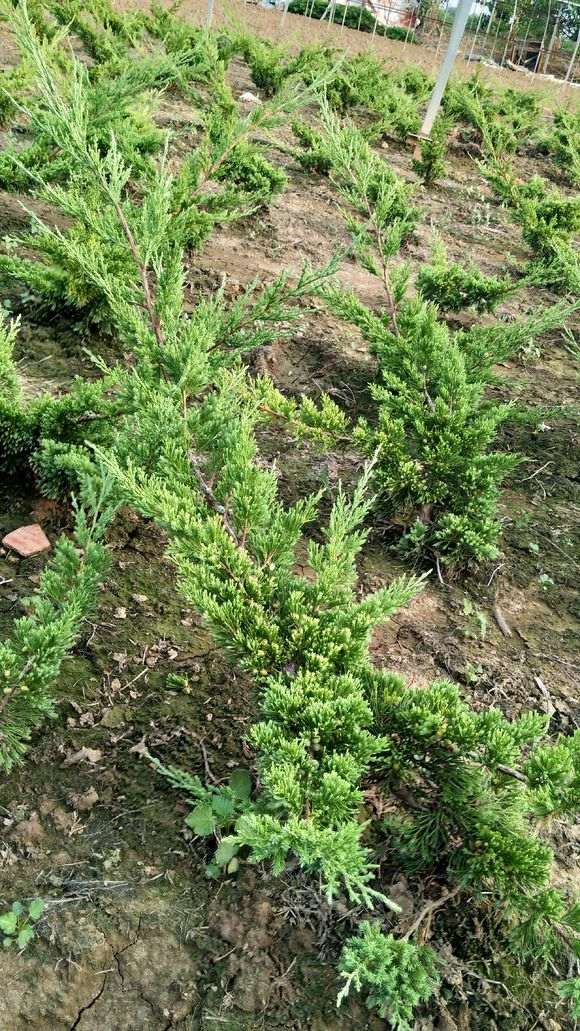 台湾真柏下山桩怎么养护的4个方法