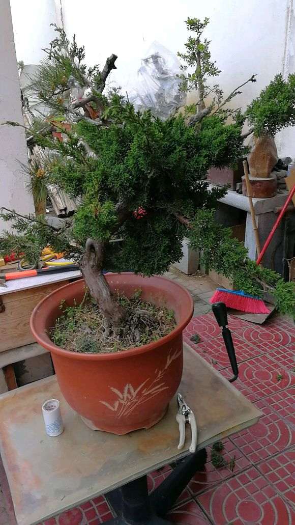 图解 嫁接真柏下山桩怎么制作的方法