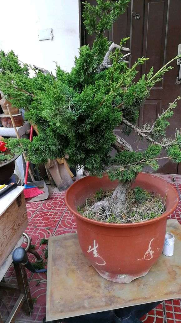 图解 嫁接真柏下山桩怎么制作的方法