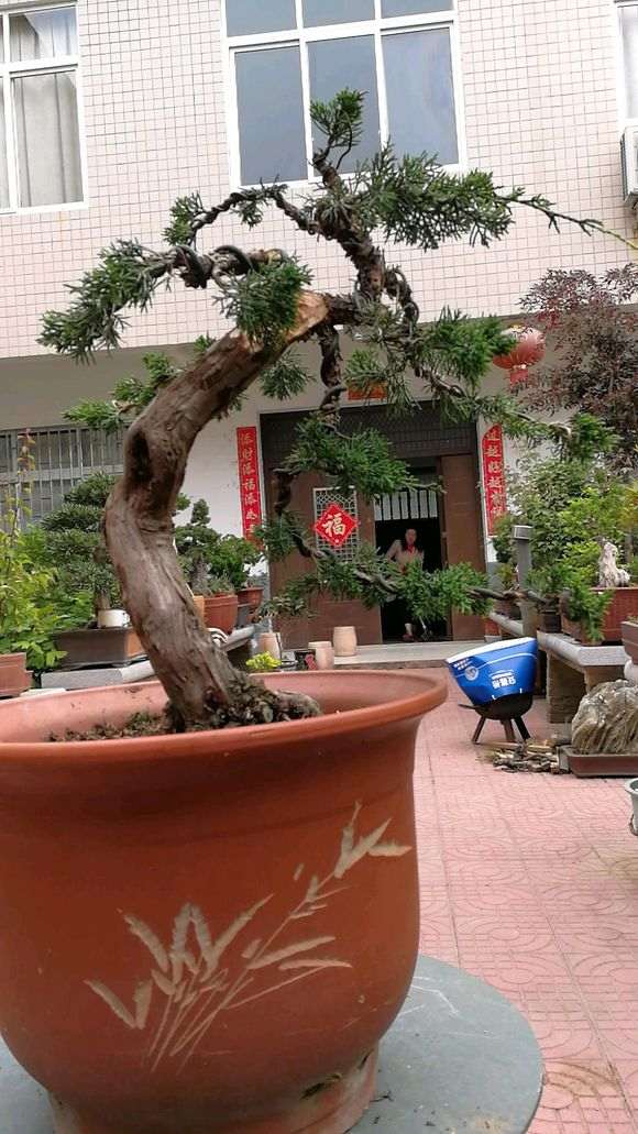 图解 嫁接真柏下山桩怎么制作的方法