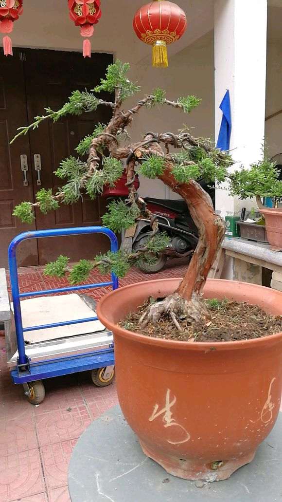 图解 嫁接真柏下山桩怎么制作的方法