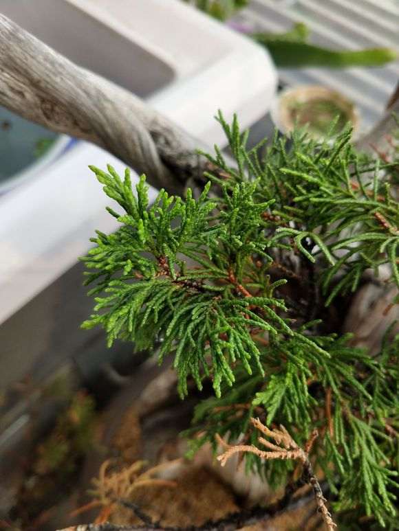 新疆的是不是真柏下山桩 有人说是龙柏