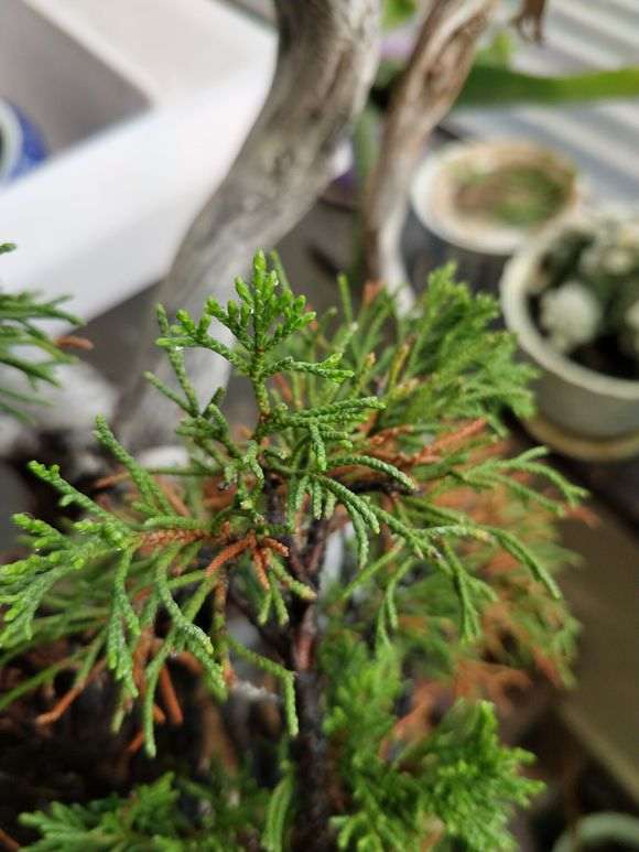 新疆的是不是真柏下山桩 有人说是龙柏