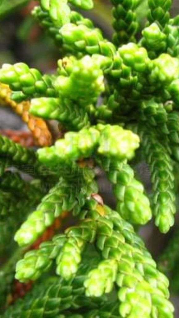 新疆的是不是真柏下山桩 有人说是龙柏