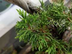 新疆的是不是真柏下山桩 有人说是龙柏