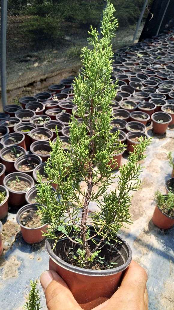 真柏下山桩怎么长刺叶了 这是为什么 图片