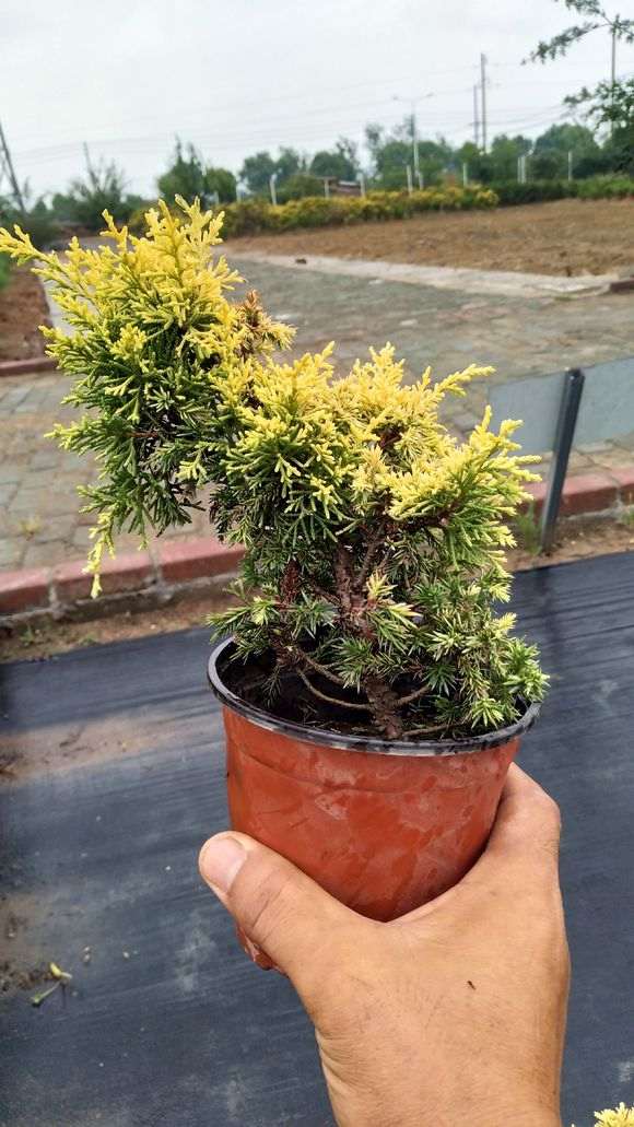 真柏下山桩怎么长刺叶了 这是为什么 图片