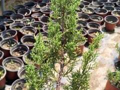 真柏下山桩怎么长刺叶了 这是为什么 图片