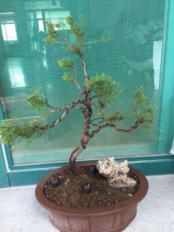 棵是真柏下山桩吗