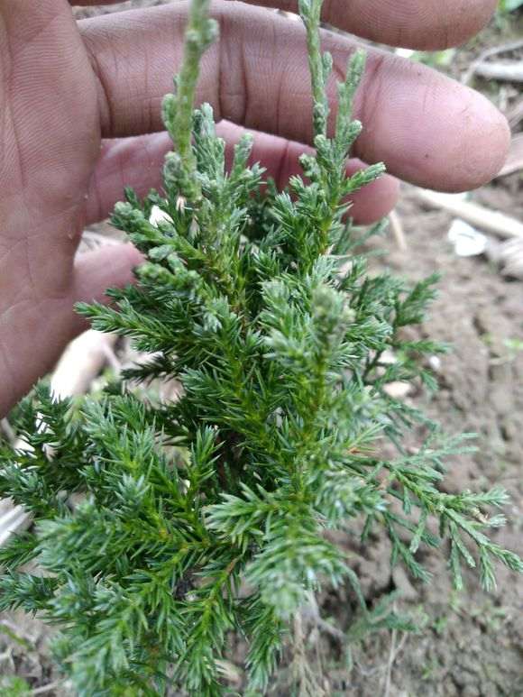 棵是真柏下山桩吗