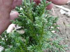 我买的2棵是真柏下山桩吗 感觉不是 图片