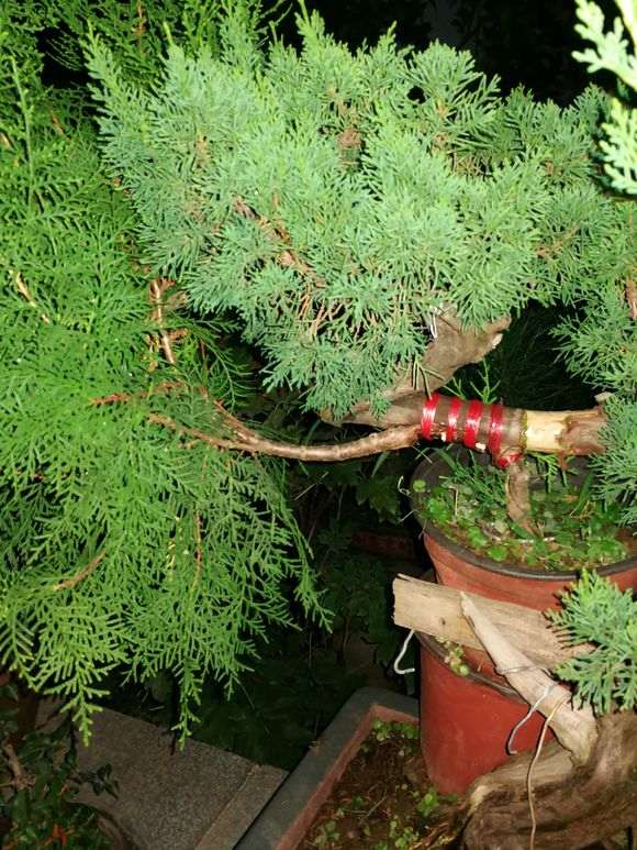图解 真柏下山桩靠接补根一变二的方法