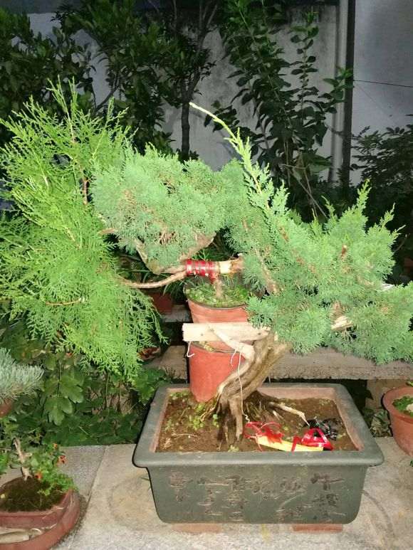 图解 真柏下山桩靠接补根一变二的方法