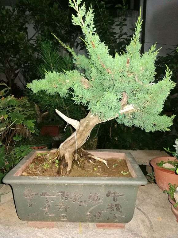 图解 真柏下山桩靠接补根一变二的方法