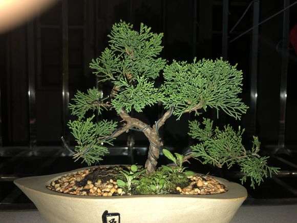 刚买的一盆小真柏下山桩 看看如何 图片