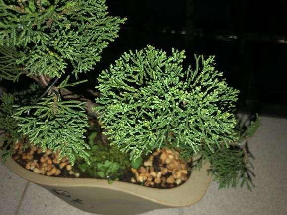 刚买的一盆小真柏下山桩 看看如何 图片
