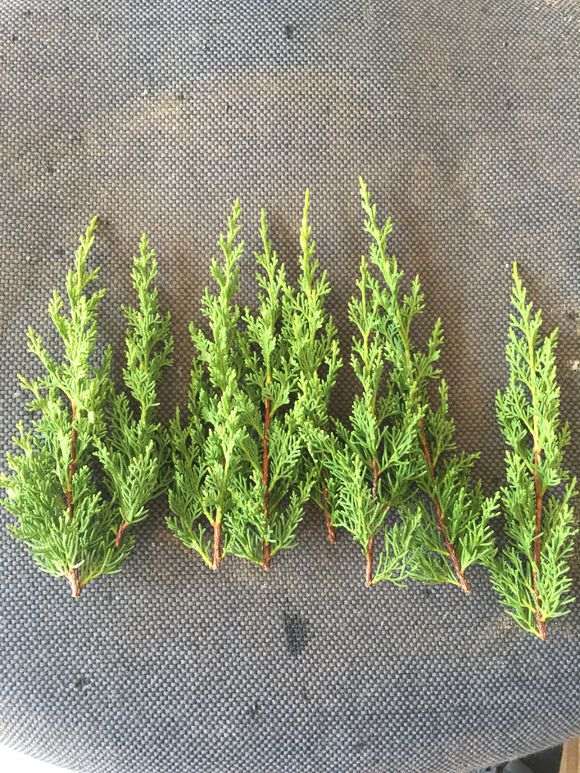 图解 真柏下山桩怎么嫁接的方法