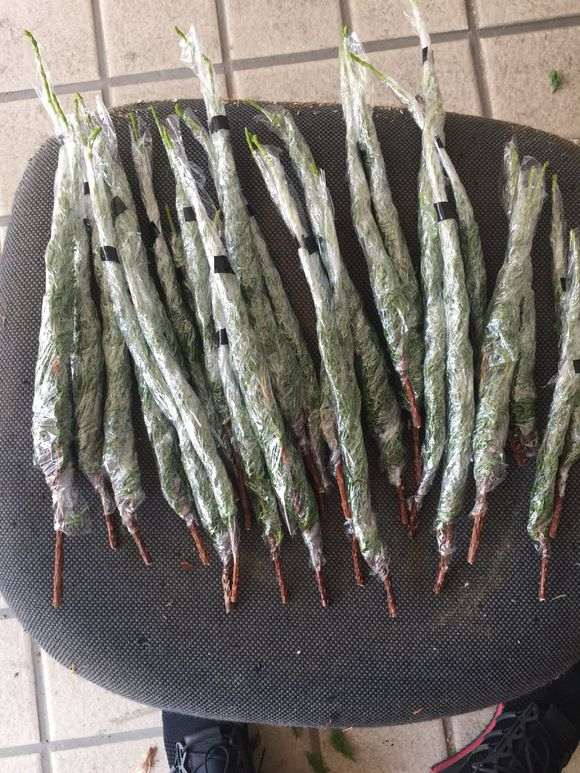 图解 真柏下山桩怎么嫁接的方法