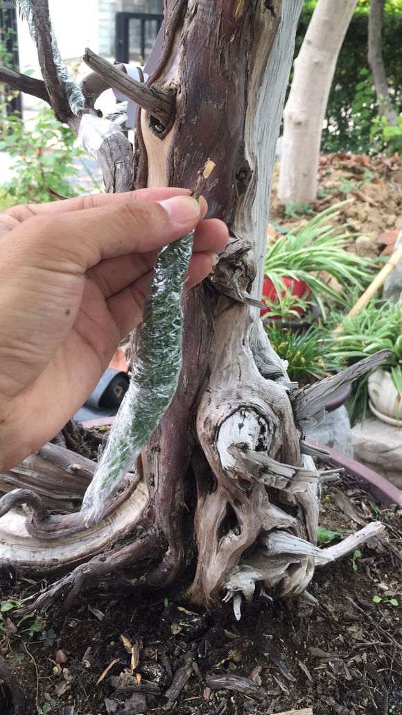 图解 真柏下山桩怎么嫁接的方法