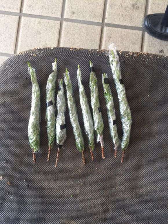 图解 真柏下山桩怎么嫁接的方法