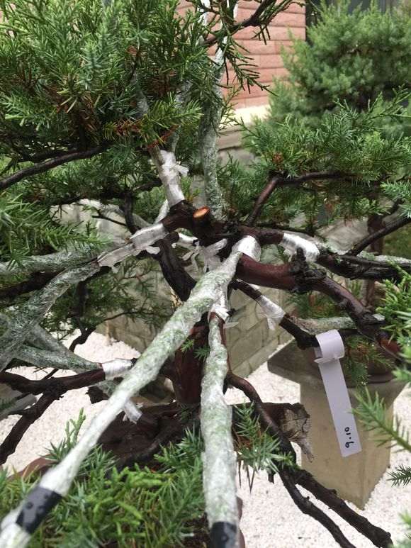 图解 真柏下山桩怎么嫁接的方法