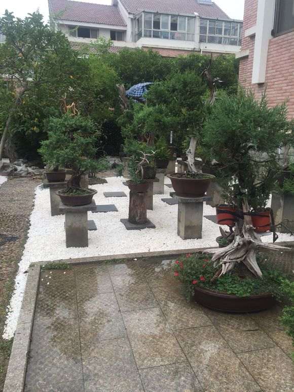 图解 真柏下山桩怎么嫁接的方法