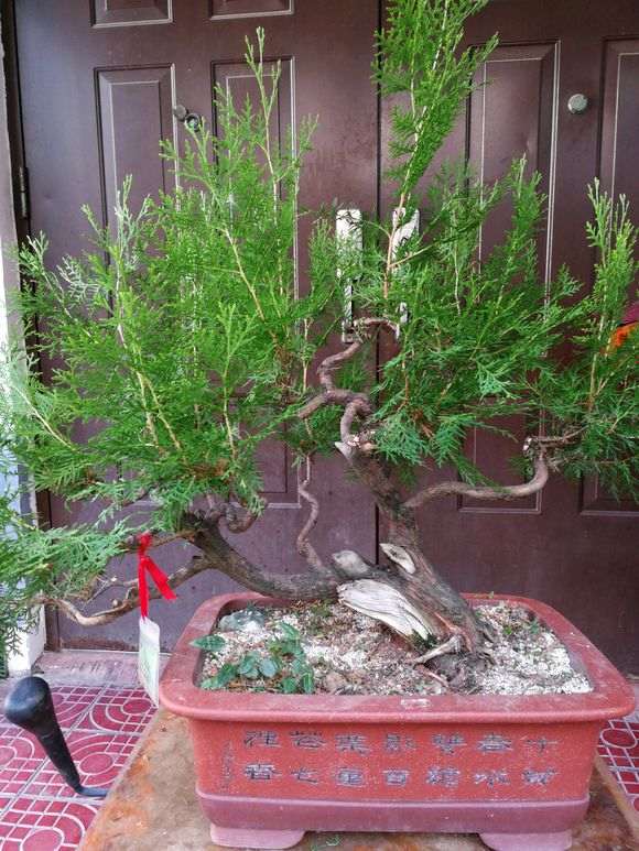 侧柏下山桩玩了几年 生长旺盛不好控制