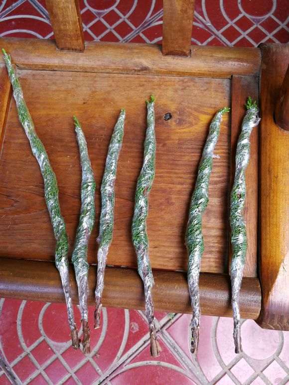 侧柏下山桩玩了几年 生长旺盛不好控制