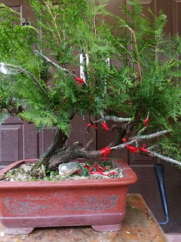 侧柏下山桩玩了几年 生长旺盛不好控制