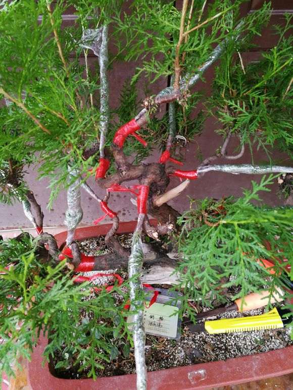 侧柏下山桩玩了几年 生长旺盛不好控制