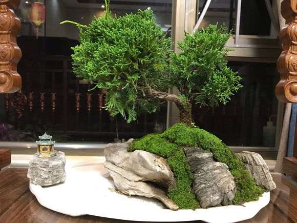 真柏盆景能放室内养吗 图片