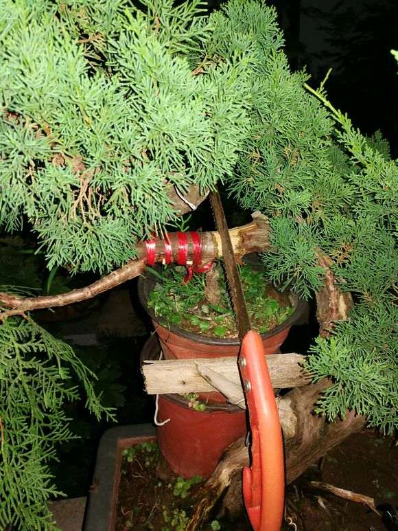 北京新入了一颗真柏下山桩 怎么过冬方法