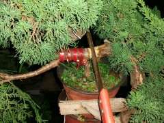 北京新入了一颗真柏下山桩 怎么过冬方法