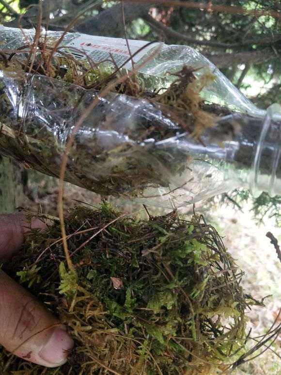 图解 怎么高压真柏下山桩老枝的方法