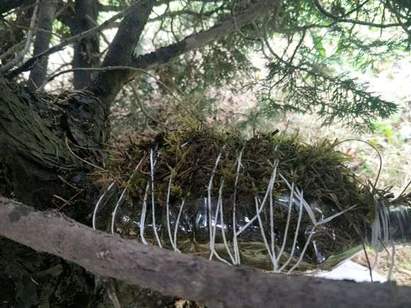 图解 怎么高压真柏下山桩老枝的方法
